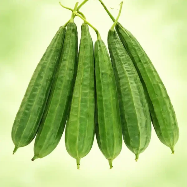 Ridge Gourd <br><strong>ঝিঙে</strong>
