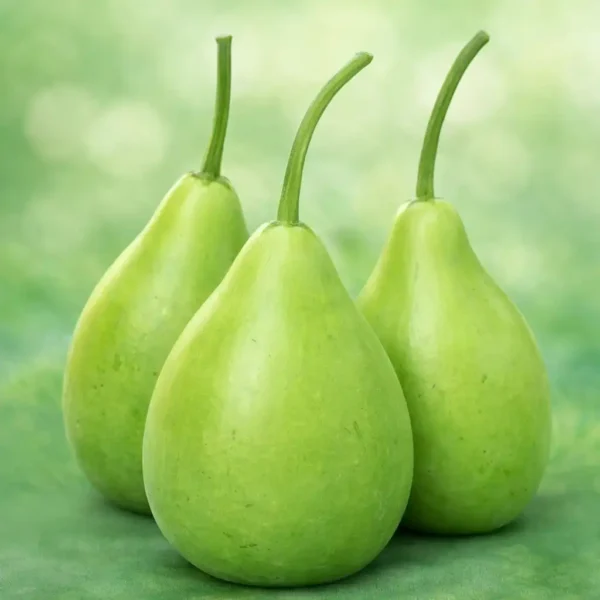 Gourd <br> <strong>লাউ</strong>